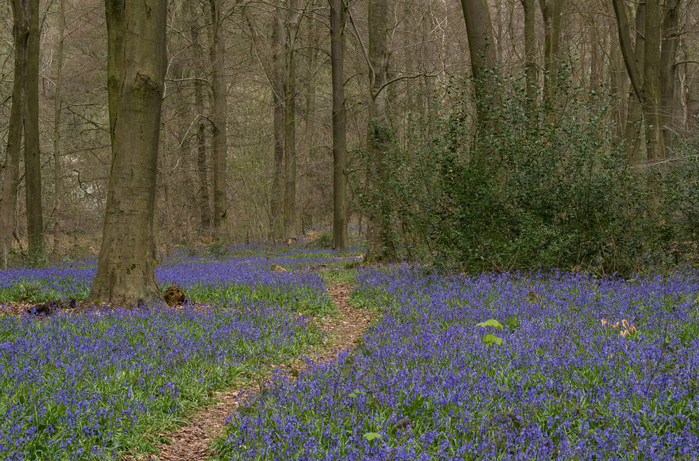 Micheldever Wood  Hampshire Bluebell Wood 5